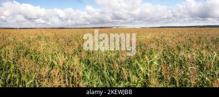 Huge corn field to the horizon under a cloudy sky large panoramic view. Corn field under cloudy sky Stock Photo