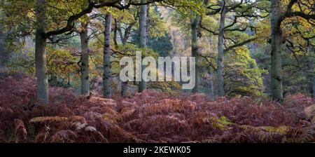 Autumn colours in the trees and the woodland floor at Spernall Woods, Warwickshire. Stock Photo