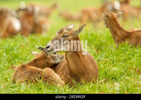 Female mouflon with a male cub, 2 mouflon lying in the grass. European mouflons, ovis aries musimon. Stock Photo