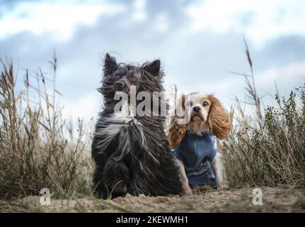 2 dogs Stock Photo