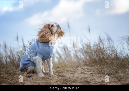 male English Cocker Spaniel Stock Photo
