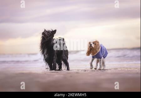 2 dogs Stock Photo