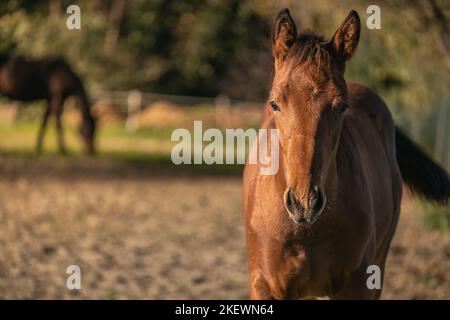 Portrait of cute little of foal stands in a Summer paddock Stock Photo
