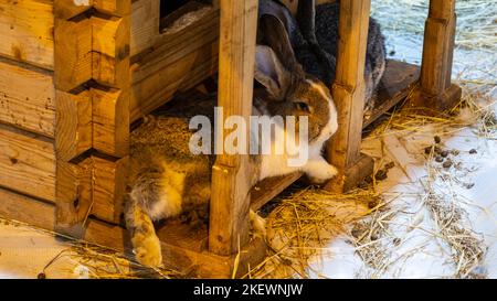 two rabbits are sleeping, resting by their little house Stock Photo