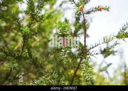 Tree of Taxus brevifolia (Canadian Yew) with orange berry in the garden. Summer and spring time Stock Photo