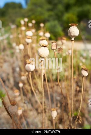 Dry fruit of Opium poppy head in the garden. Summer and spring time Stock Photo