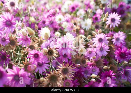 Pink and white flowers asteraceae xeranthemum lumina duble mixed in the garden. Summer and spring time Stock Photo