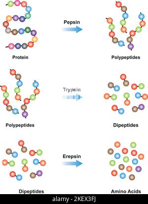 Scientific Designing of Protein digestion. Pepsin, Trypsin and Erepsin Enzymes Effect on Protein Molecule. Colorful Symbols. Vector Illustration. Stock Vector