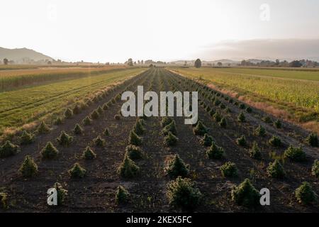 Aerial view of large cannabis medical marijuana hemp fields at sunset Stock Photo