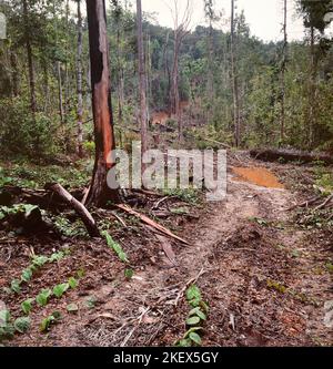 illegal logging, Mulu National park boundary, Sarawak, Borneo, 1982 Stock Photo