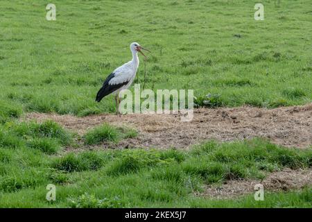 Beautiful stork with its beak wide open, ciconia ciconia, in a meadow looking for food Stock Photo