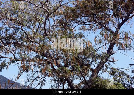 Ceratonia siliqua - Carob trees with ripening carob pods. Lesbos. Autumn 2022. October. Stock Photo