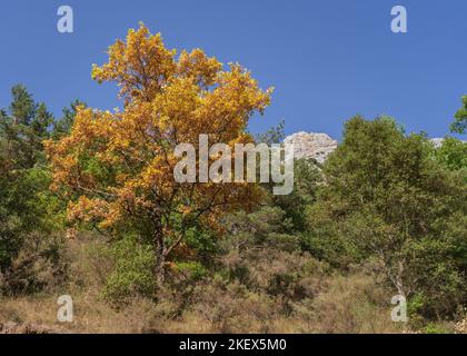 Scenic summer landscape with oak tree sporting beautiful fall colors due to drought in the Pyrenees mountains near Gincla, Aude, France Stock Photo