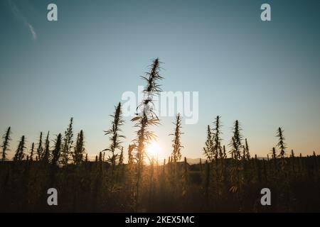 CBD hemp plants on the field at sunset, the beautiful colorful sky in the background Stock Photo