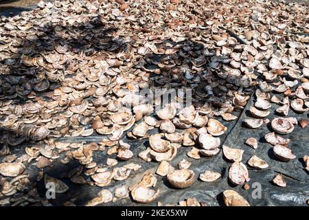 Coconut husks, French Polynesia Stock Photo