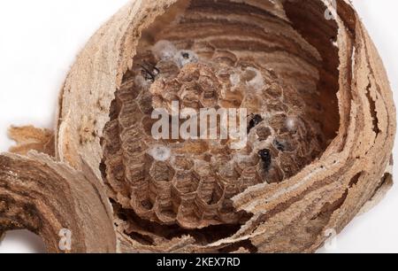 Abandoned wasps nest, broken showing cell interior Stock Photo