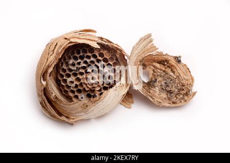 Abandoned wasps nest, broken showing cell interior Stock Photo