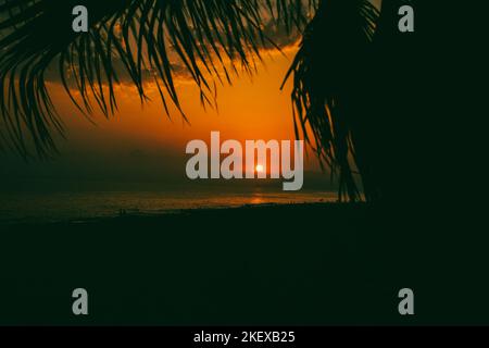 sunset on the beach between a palm tree Stock Photo