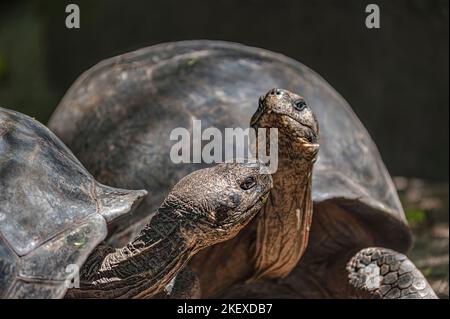 The Galapagos giant tortoises (Chelonoidis) are native to seven of the Galapagos Islands. Within the archipelago, up to 11 species of Galapagos tortoi Stock Photo