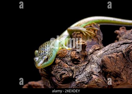 Olive tree skink on a rock Stock Photo