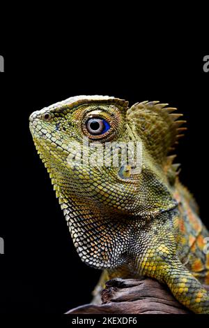 Forest dragon lizard in black background Stock Photo