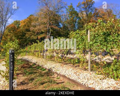 Grapes hang on the vines in October at Dablon Vineyards in Berrien County, Michigan waiting for harvest and being made into wine. Stock Photo