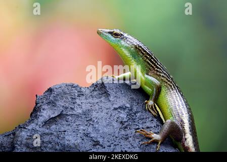 Olive tree skink on a rock Stock Photo