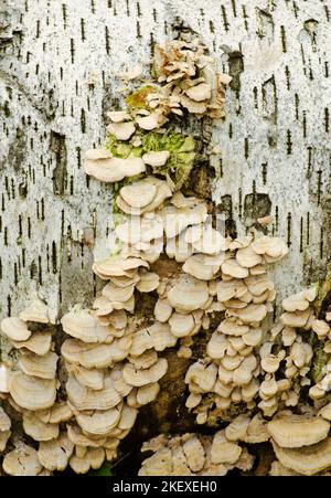 Tree Fungi on a birch log at Ellison Bluff County Park, Door County, Wisconsin Stock Photo