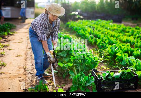 Positive woman cuts fresh green mangold and puts in crate Stock Photo