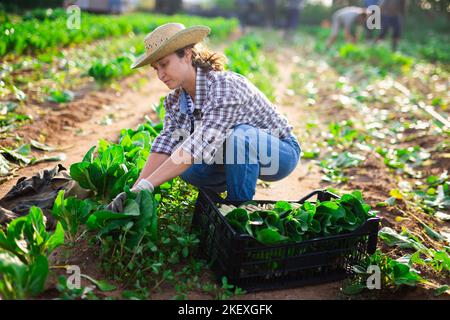 Positive woman cuts fresh green mangold and puts in crate Stock Photo