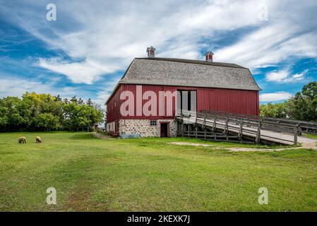 Abernethy, SK- Aug. 21, 2022: Sheep grazing outside W. R. Motherwell’s historic barn from 1907 on his homestead, Lanark Place, now a National Historic Stock Photo