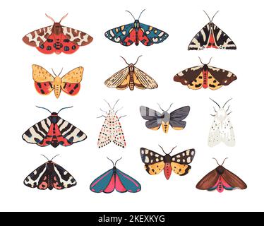 Collection of garden tiger moths, Arctiidae family. Illustration of beautiful night mots, detailed and isolated on white background Stock Vector