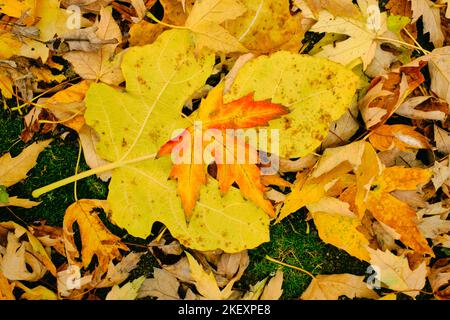 Brightly colored fall leaves lying on the ground  in a colorful mat of yellow, brown, green, red and orange tones Stock Photo