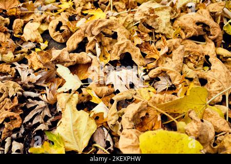 Brightly colored fall leaves lying on the ground  in a colorful mat of yellow, brown, green, red and orange tones Stock Photo