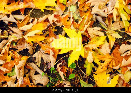 Brightly colored fall leaves lying on the ground  in a colorful mat of yellow, brown, green, red and orange tones Stock Photo