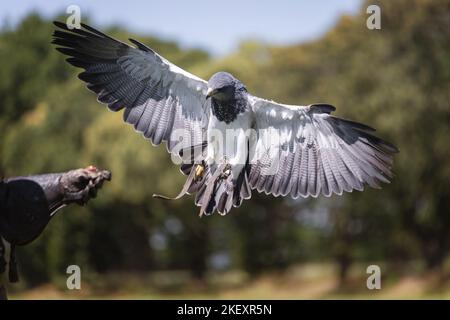 Black-Chested Buzzard-Eagle flies low over grass, approaching his prey ...