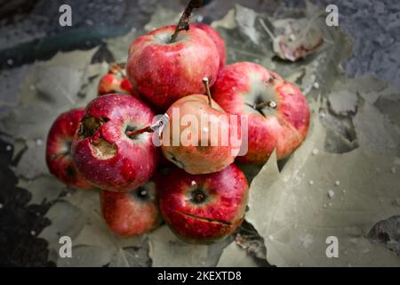 Organically grown apples on leaves during a light hailstorm Stock Photo