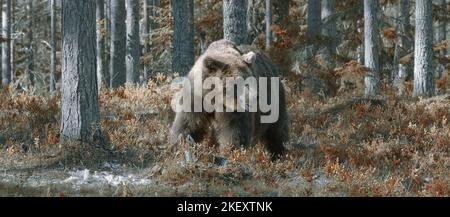 Big brown bear in the forest, wide panoramic view Stock Photo