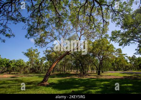 Monsoon forest also called closed forests, are open or partially deciduous forest of tropical regions that develops in areas with alternating seasons Stock Photo