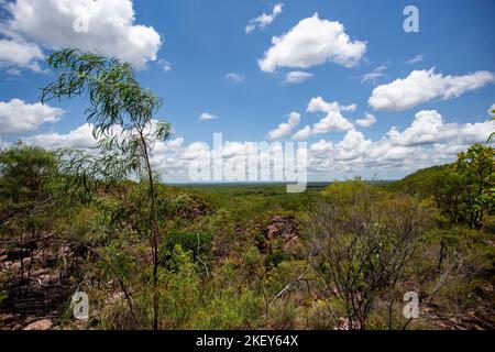 Monsoon forest also called closed forests, are open or partially deciduous forest of tropical regions that develops in areas with alternating seasons Stock Photo