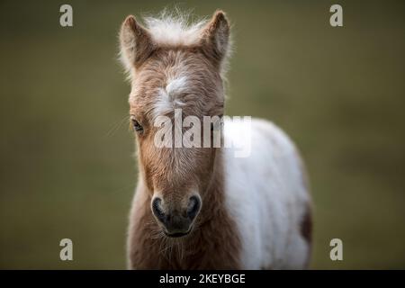 Mini Shetland Pony foal Stock Photo
