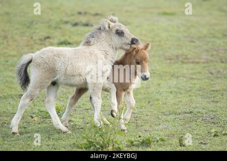 Mini Shetland Pony foals Stock Photo