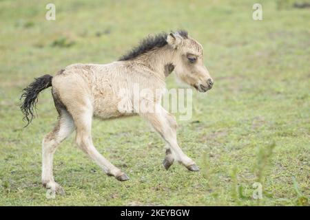 Mini Shetland Pony foal Stock Photo