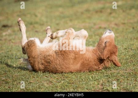 Mini Shetland Pony foal Stock Photo