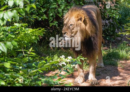 African lion (Panthera leo) at Zoo Atlanta in Atlanta, Georgia. (USA) Stock Photo