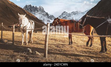 Beautiful three horses white brown black stand in meadow field in Juta valley in Kazbegi national park with dramatic mountain peaks background. Hike J Stock Photo