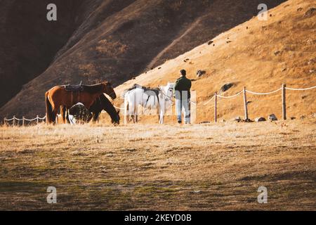 Tourist by Beautiful three horses white brown black stand in meadow field in Juta valley in Kazbegi national park with dramatic hills background. Hike Stock Photo
