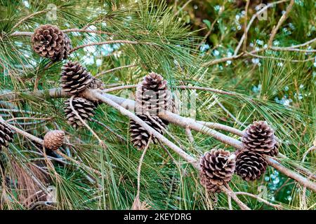 Pine branch with pine cones in the forest. Stock Photo