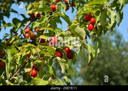 Cornus mas, the Cornelian cherry, European cornel or Cornelian cherry dogwood plant with ripe red berries. Stock Photo
