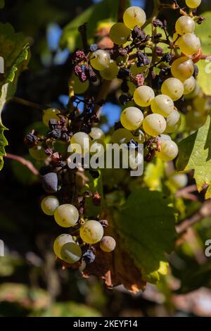 Dry grapes due to lack of rain during a drought Stock Photo